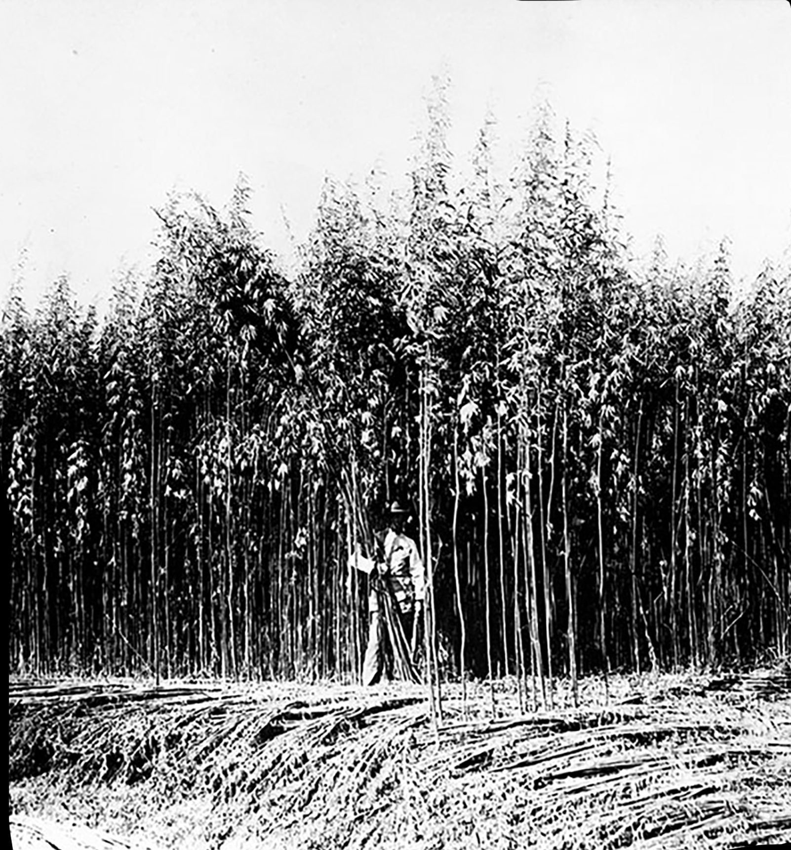 Hemp Harvest 1928