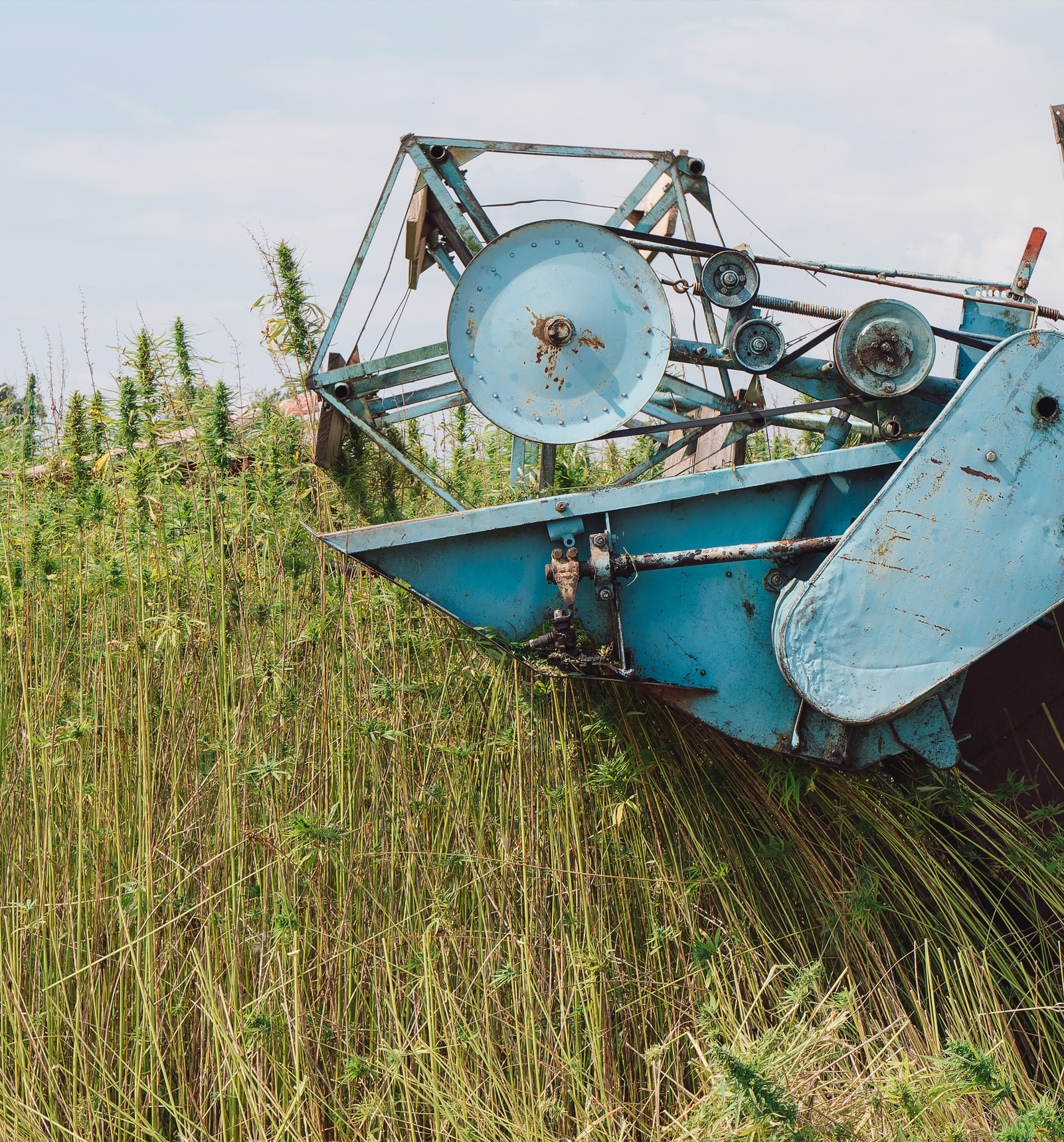 Hemp Fiber