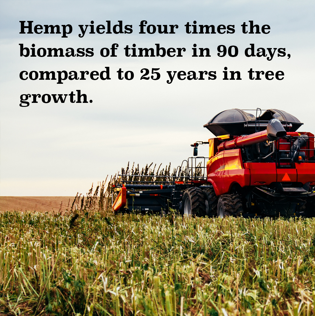 Hemp has more biomass than trees