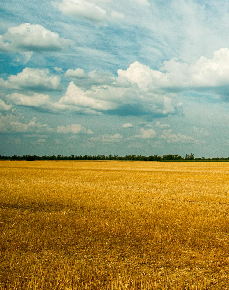 Hemp Field Preparation