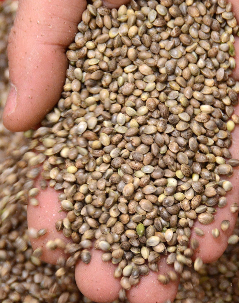 Hemp Seed Grain