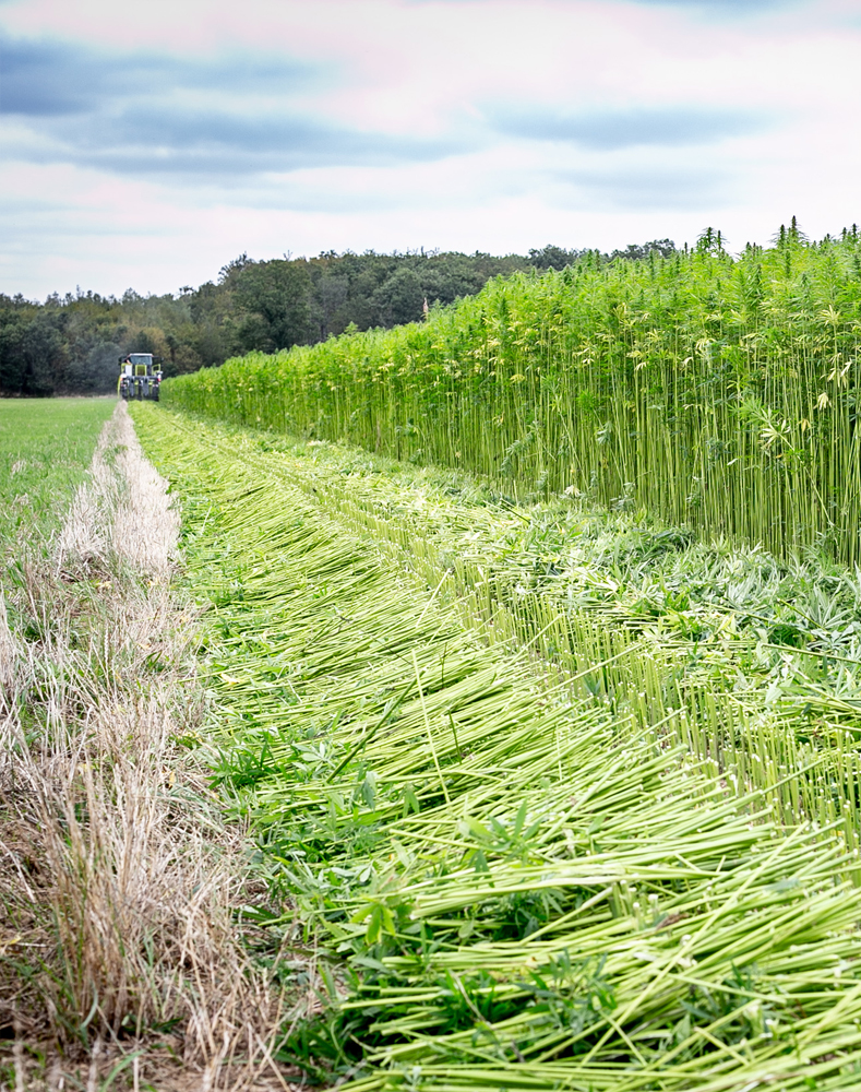 Hemp Field Preparation