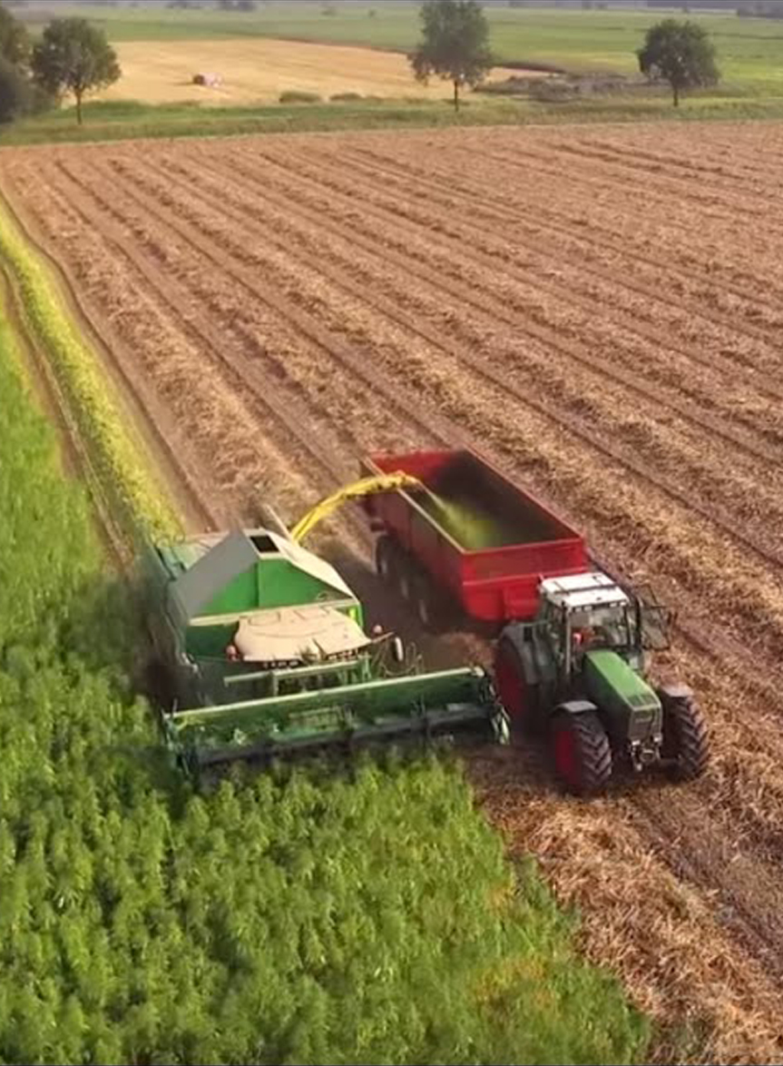 Hemp Harvesting Field