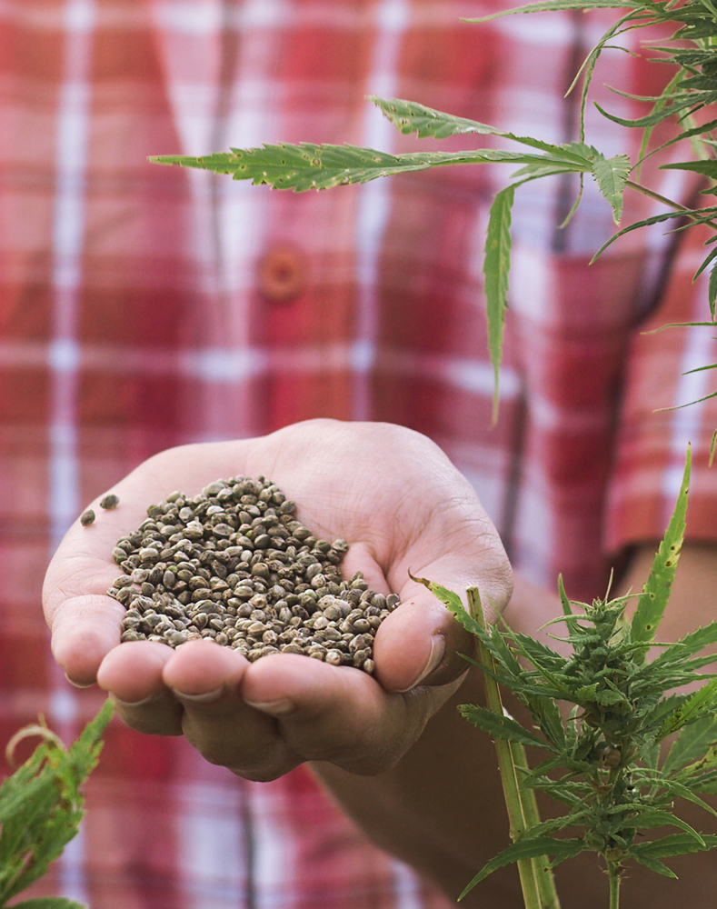 Hemp Seed for Growing